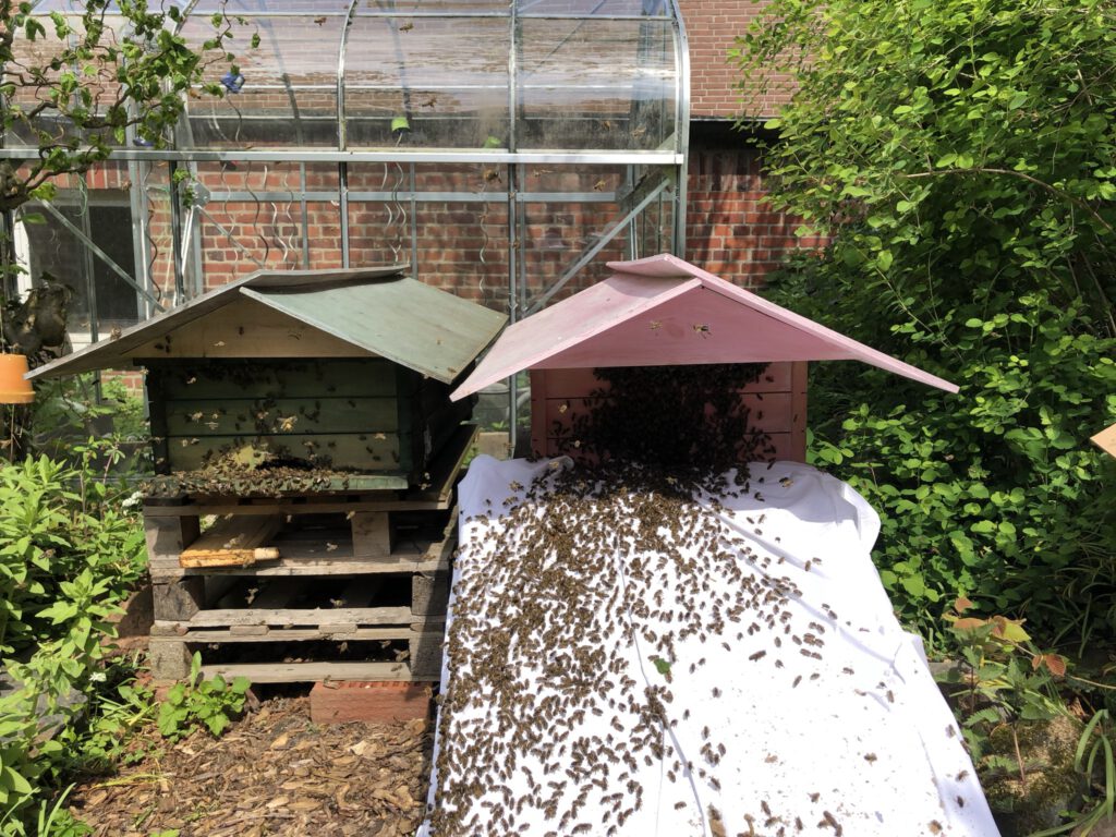 Zwei Bienenbeuten.
Bielen laufen über ein weißes Tuch in eine der Beuten ein.