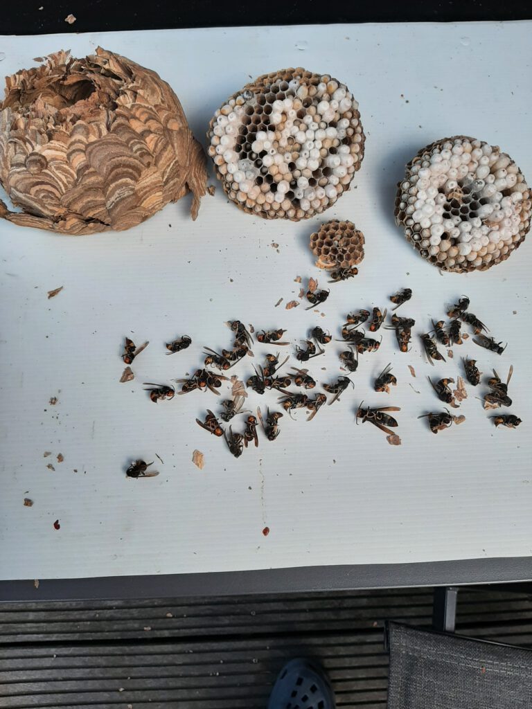 Nest der Vespa velutina ausgeschnitten.