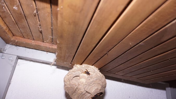 Nest der Vespa velutina inter einem Tisch mit aufsitzenden Hornissen.